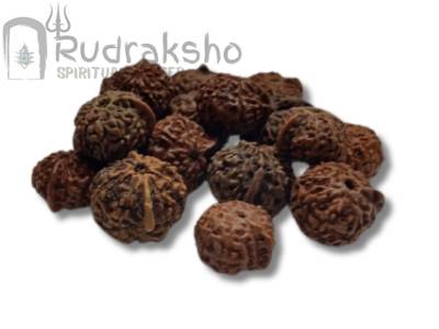 Ganesh Rudraksha from Indonesia